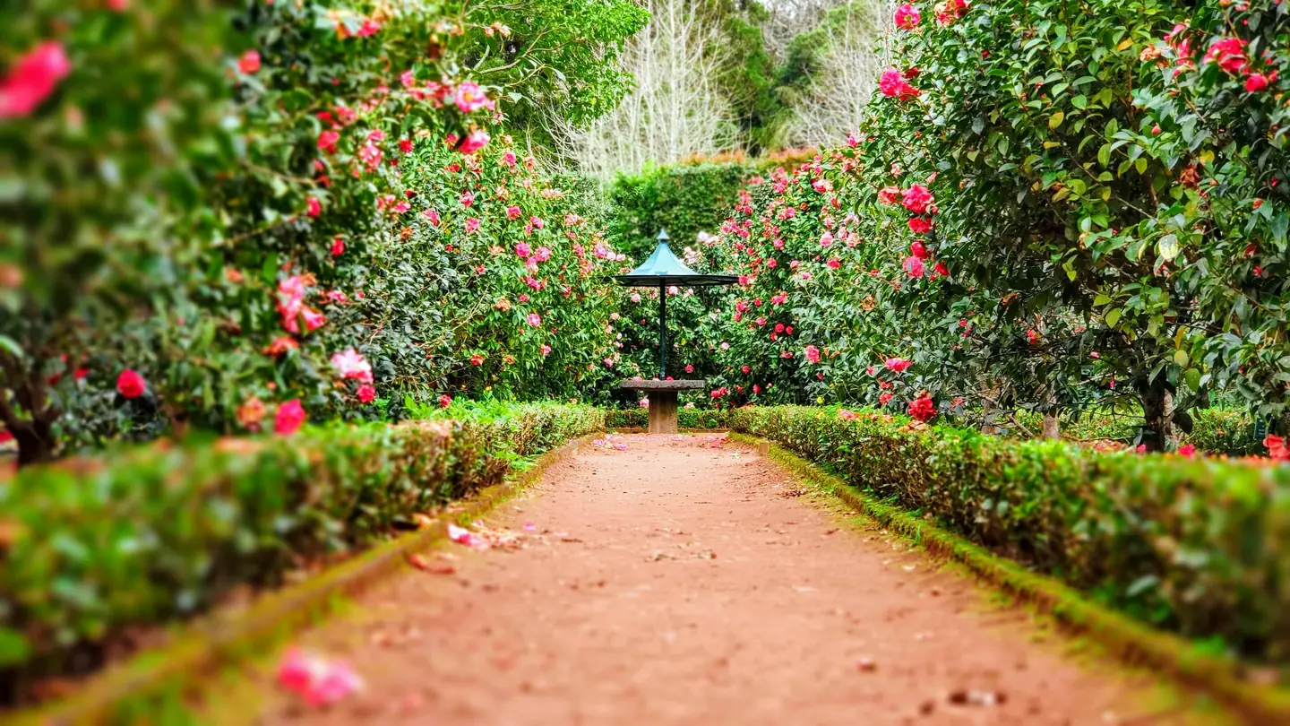 Gepflegter Gartenweg zwischen geschnittenen Hecken und Beeten